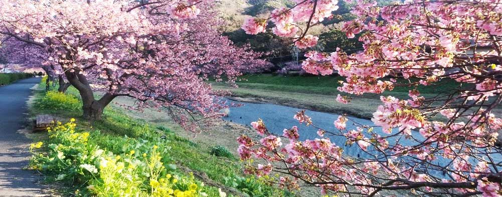 河津桜祭り